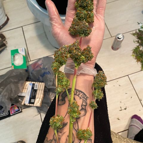 Jack Herer Auto growlog timeline photo