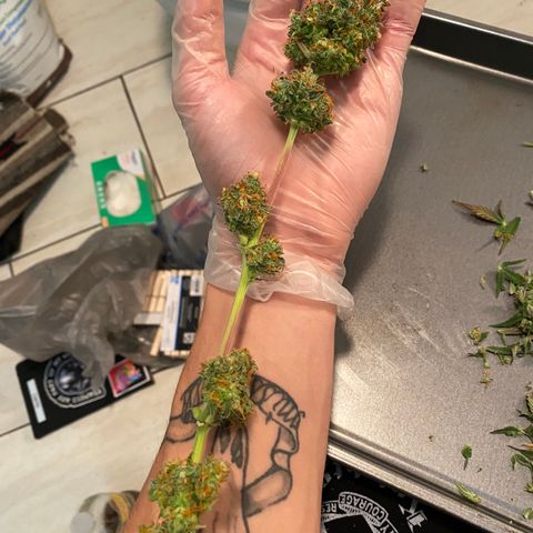 Jack Herer Auto growlog timeline photo