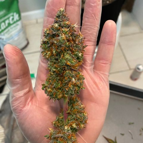 Jack Herer Auto growlog timeline photo