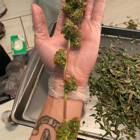 Jack Herer Auto growlog timeline photo