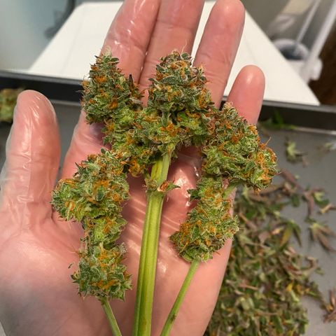 Jack Herer Auto growlog timeline photo