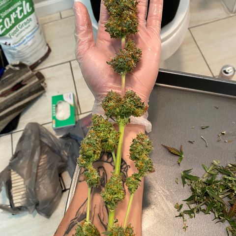 Jack Herer Auto growlog timeline photo