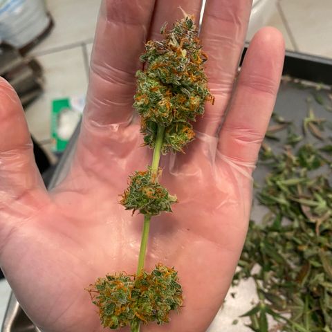 Jack Herer Auto growlog timeline photo
