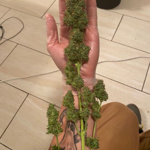 Mimosa Lemon Auto growlog timeline photo