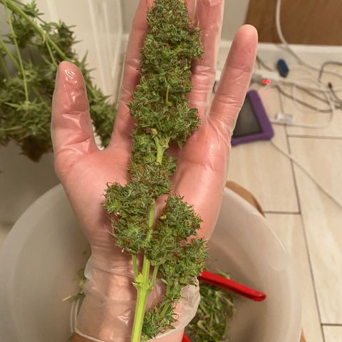 Mimosa Lemon Auto growlog timeline photo
