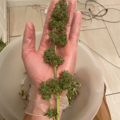 Mimosa Lemon Auto growlog timeline photo