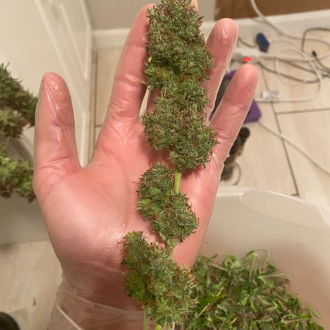 Mimosa Lemon Auto growlog timeline photo