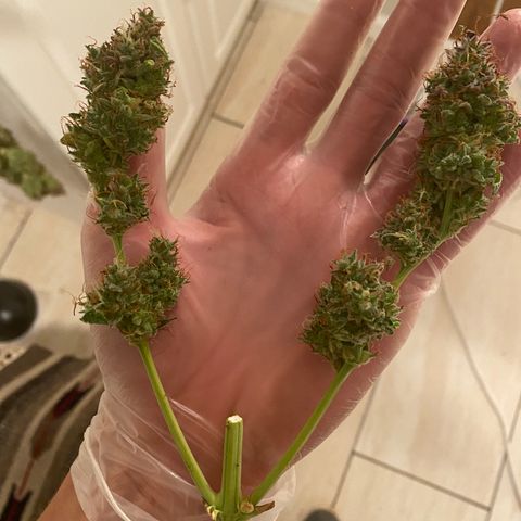 Mimosa Lemon Auto growlog timeline photo