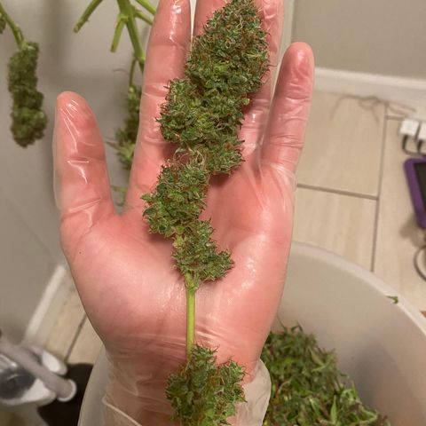 Mimosa Lemon Auto growlog timeline photo