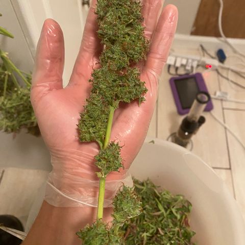 Mimosa Lemon Auto growlog timeline photo