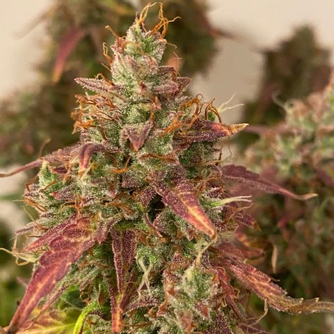Mimosa Lemon Auto growlog timeline photo