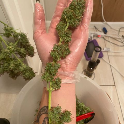 Mimosa Lemon Auto growlog timeline photo