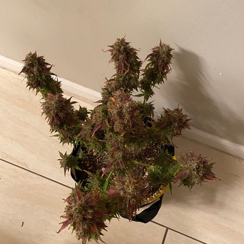 Mimosa Lemon Auto growlog timeline photo
