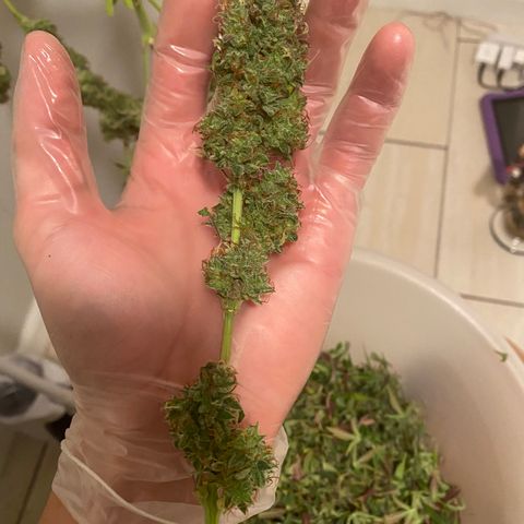 Mimosa Lemon Auto growlog timeline photo