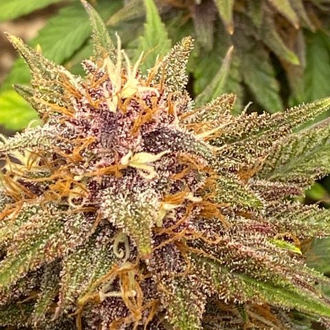 Strawberry Pie Auto growlog timeline photo