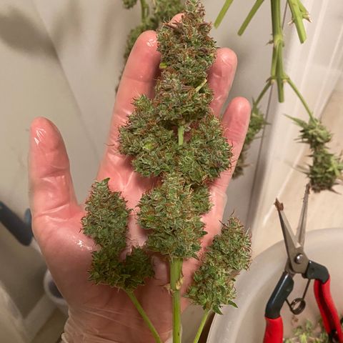 Mimosa Lemon Auto growlog timeline photo