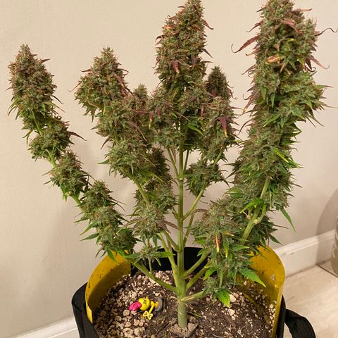 Mimosa Lemon Auto growlog timeline photo