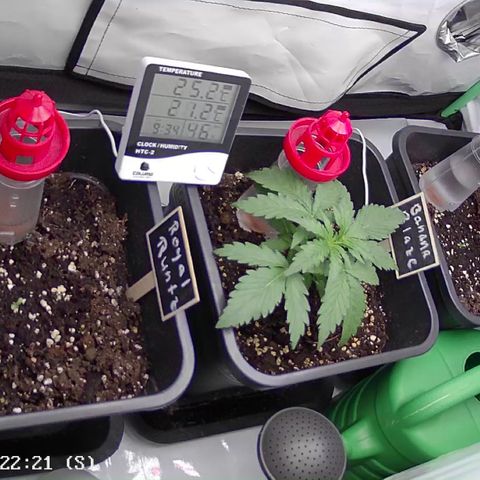 Royal Runtz Automatic growlog timeline photo
