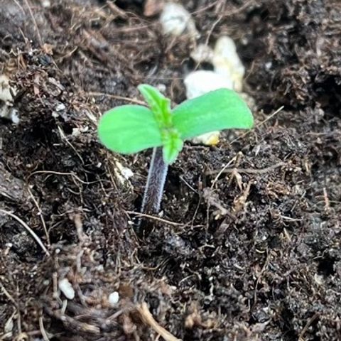 Royal Runtz Automatic growlog timeline photo