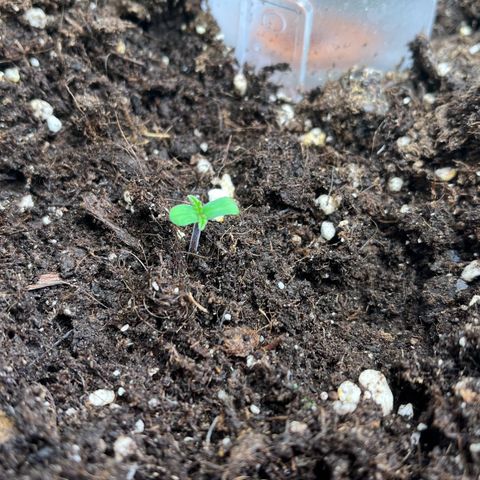 Royal Runtz Automatic growlog timeline photo