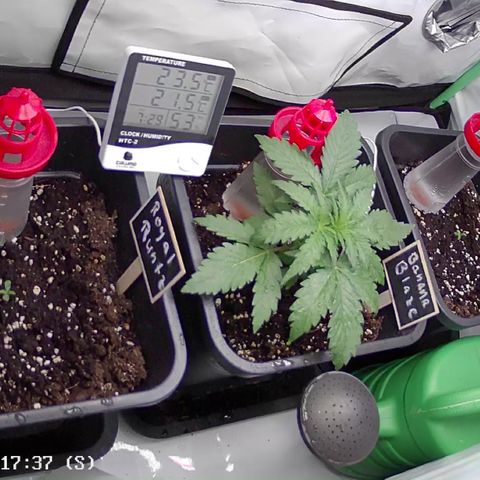 Royal Runtz Automatic growlog timeline photo