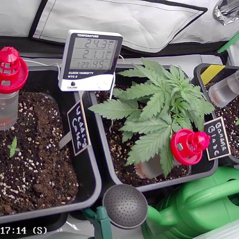 Royal Runtz Automatic growlog timeline photo