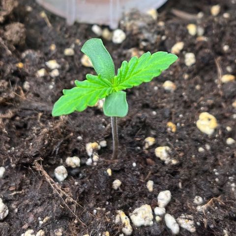 Royal Runtz Automatic growlog timeline photo