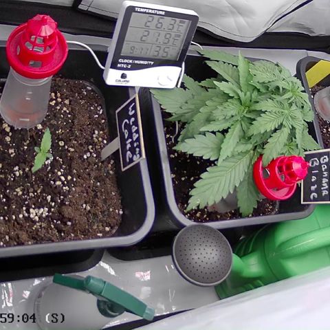 Royal Runtz Automatic growlog timeline photo