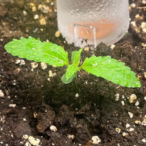 Royal Runtz Automatic growlog timeline photo