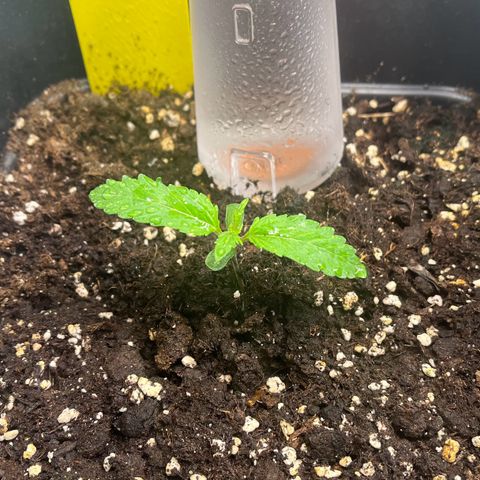 Royal Runtz Automatic growlog timeline photo