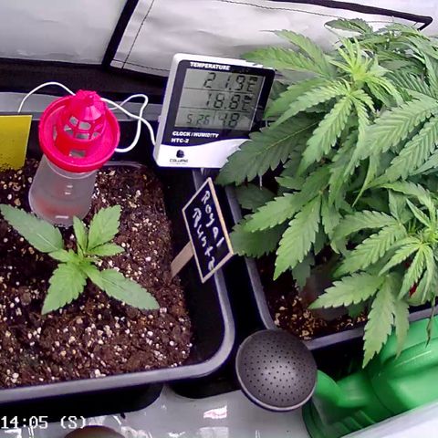 Royal Runtz Automatic growlog timeline photo
