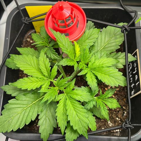 Royal Runtz Automatic growlog timeline photo