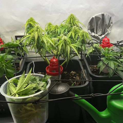 Royal Runtz Automatic growlog timeline photo