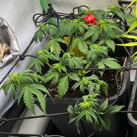 Royal Runtz Automatic growlog timeline photo