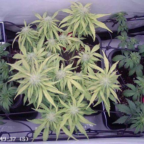 Royal Runtz Automatic growlog timeline photo