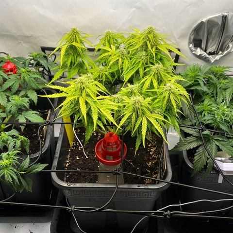 Royal Runtz Automatic growlog timeline photo