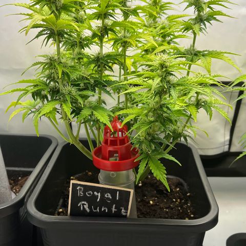 Royal Runtz Automatic growlog timeline photo