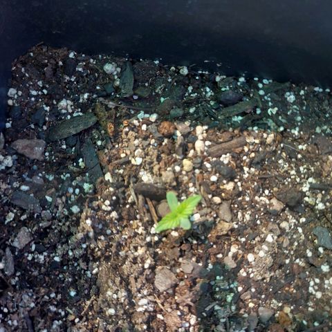 Gorilla Glue Auto growlog timeline photo