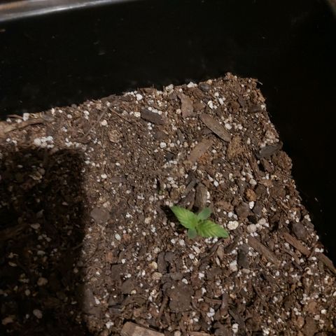 Gorilla Glue Auto growlog photo: La empeze a dejar dentro de la casa por las noches, a las 9:00 la entro por el frío 