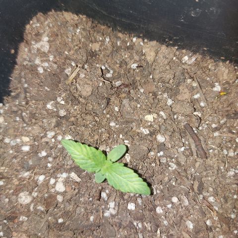 Gorilla Glue Auto growlog timeline photo