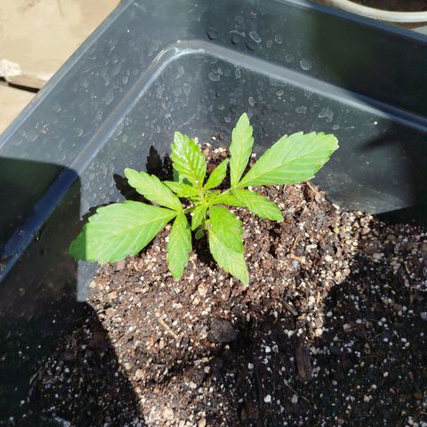 Gorilla Glue Auto growlog timeline photo