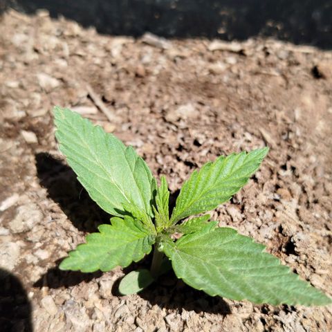 OG Kush growlog timeline photo