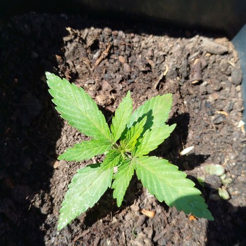 OG Kush growlog timeline photo