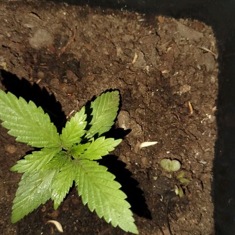 OG Kush growlog timeline photo