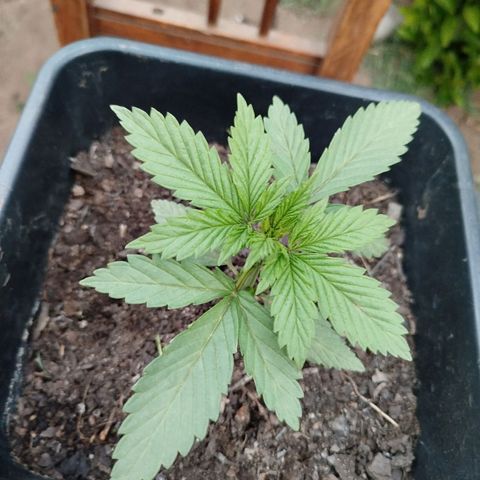 OG Kush growlog timeline photo