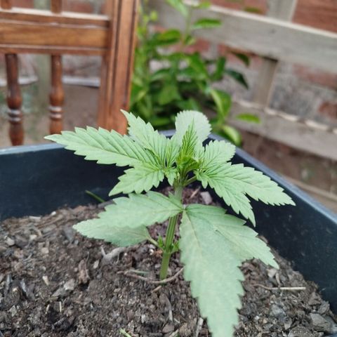 OG Kush growlog timeline photo