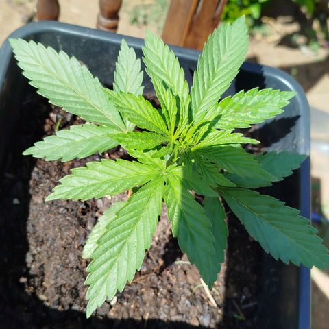 OG Kush growlog timeline photo