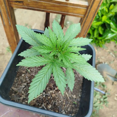 OG Kush growlog timeline photo