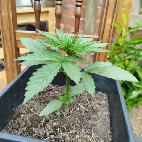 OG Kush growlog timeline photo