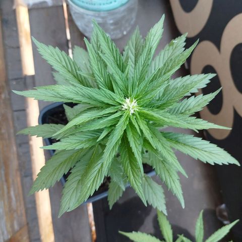 OG Kush growlog timeline photo